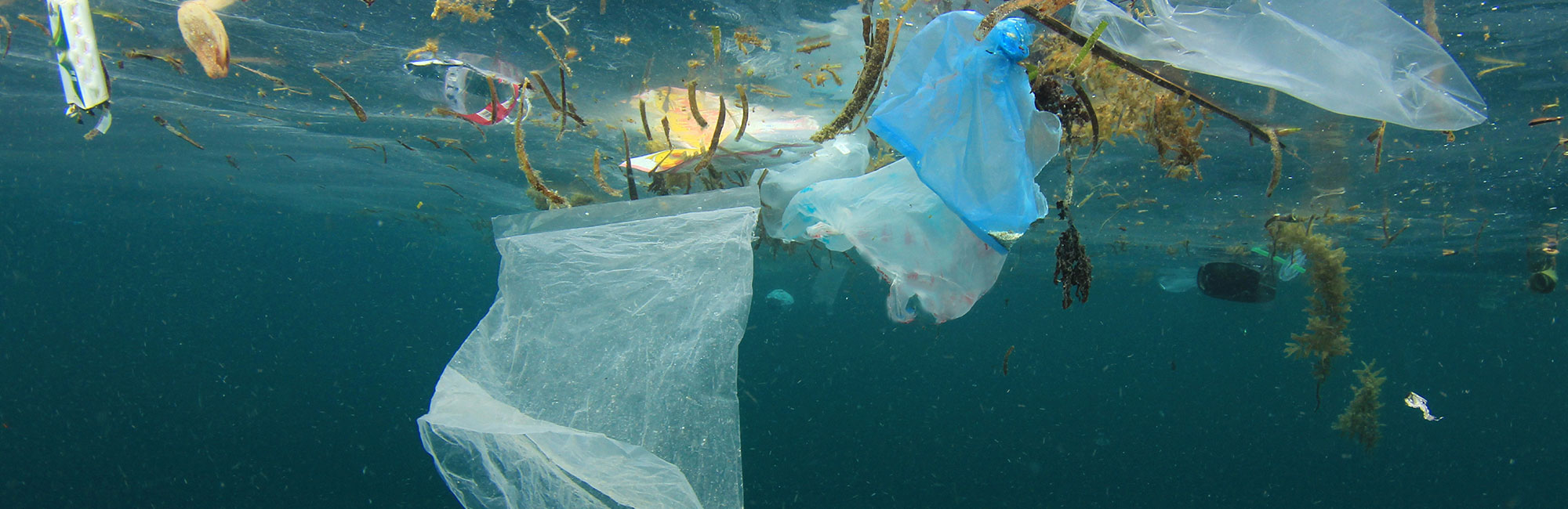 海洋中的塑料：他们为什么重要？