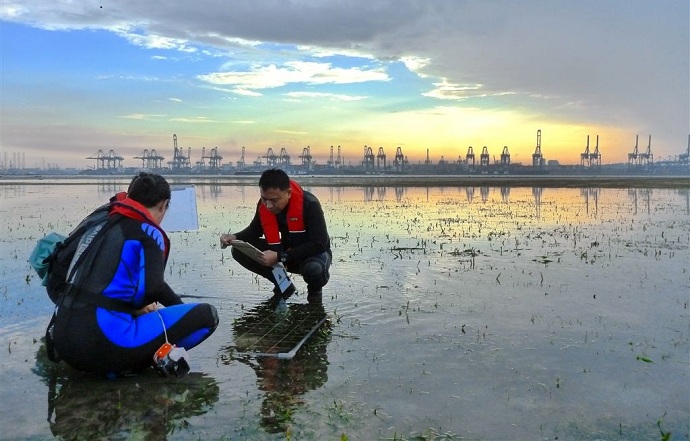正在进行海草调查