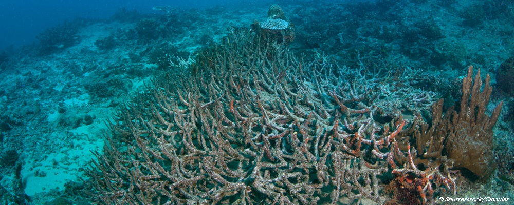 深入研究海洋酸化问题